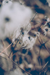 Common clematis, withered, seedling Common clematis, withered, seedling